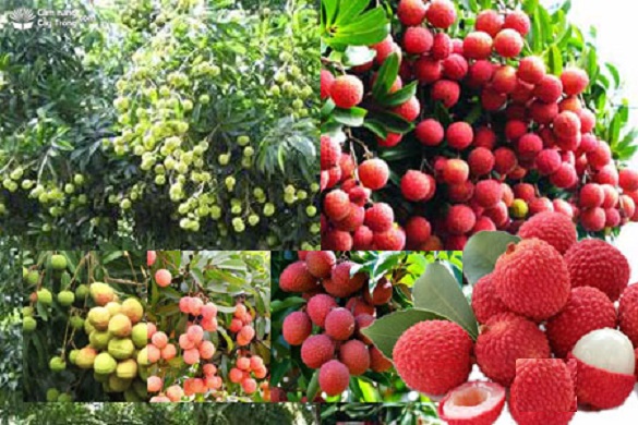 Cây VẢI THIỀU KHÔNG HẠT ghép