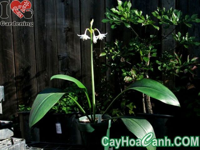 Cây hoa ngọc Trâm siêu khỏe đẻ nhiều