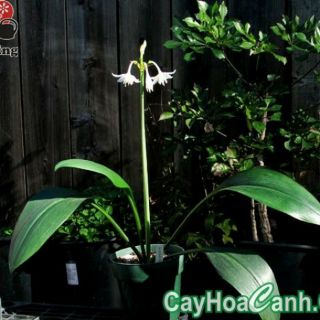Củ hoa ngọc Trâm siêu khỏe đẻ nhiều