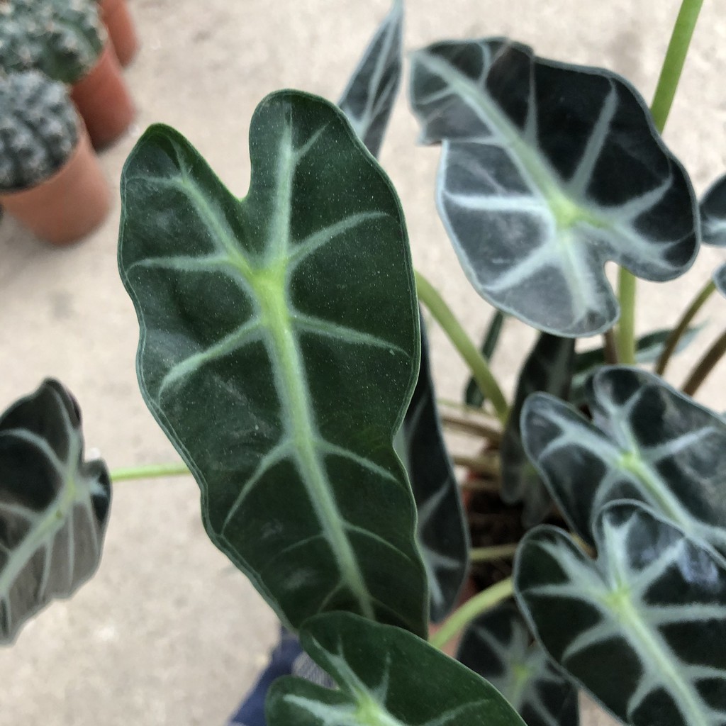 Cây để bàn - Cây môn quan âm cao 25cm bụi cây to khoẻ lá bắt mắt mang phong thuỷ tốt