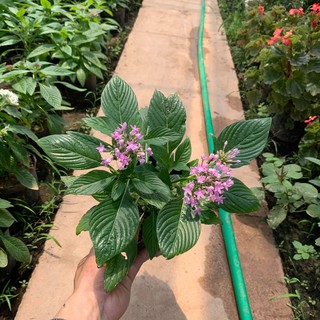 Hoa Diễm Châu Đang Nụ Và Hoa[ CÂY NHƯ HÌNH]