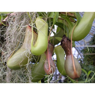 Hạt giống cây nắp ấm