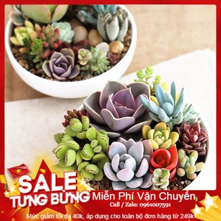 Hạt giống Hoa Sen đá 10 Hạt