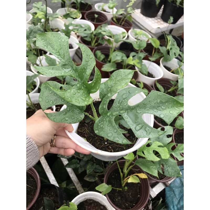 Chậu cứng monstera lá nhỏ