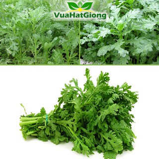 Hạt Giống Rau Tần Ô (Cải Cúc) Năng Suất Cao, Dễ Trồng 20gr