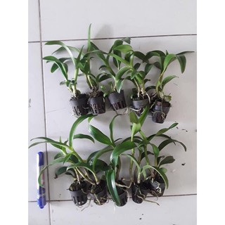 Cây giống dendro màu mix màu