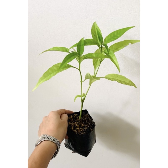 Cây giống trà hoàn ngọc - cây dượcc liệu quý
