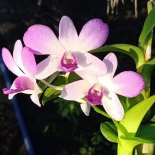 Hoa lan denro màu trắng tím