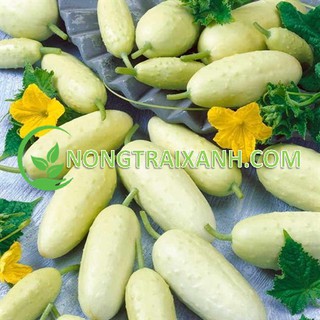 50h - hạt giống dưa chuột trắng