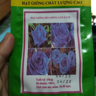 10H - Hạt Giống Hoa Hồng Xanh Dương