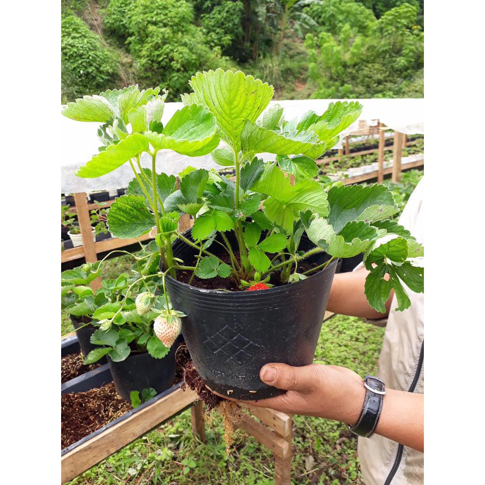 Cây dâu tây đang ra hoa và ra quả