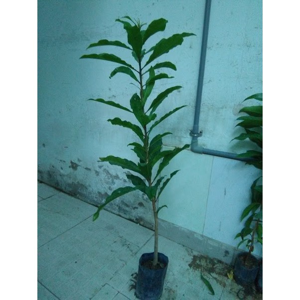 Lộc vừng, cao 80cm