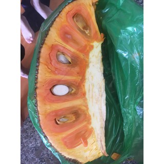 COMBO 5 CÂY GIỐNG MÍT RUỘT ĐỎ