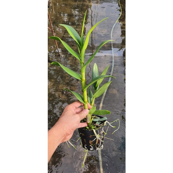 Hoa lan denro pensoda chậu f12 trưởng thành đứng đọt sắp hoa đệ nhất thơm