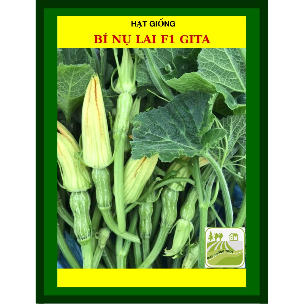 Hạt Giống Bí Nụ Lai F1 GiTa 0.5 Gram