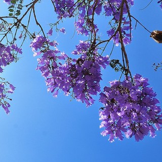 Hạt giống cây hoa Phượng Tím ( Gói 5 hạt kèm 3 viên nén xơ dừa ươm hạt )