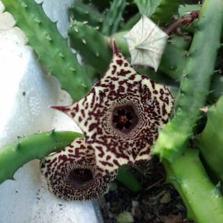 Sao biển Huernia recondita 10k/2nhánh