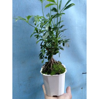 Cây Ngũ Gia Bì Bonsai
