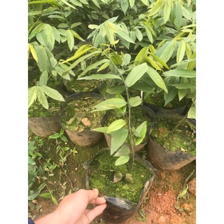 cây DẺ bầu bát giá siêu hời
