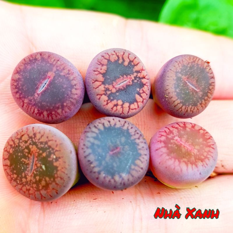 Sale mạnh 60%-Sen Mông Tím Bóng độc -lạ.( Mua 10 tặng 1)