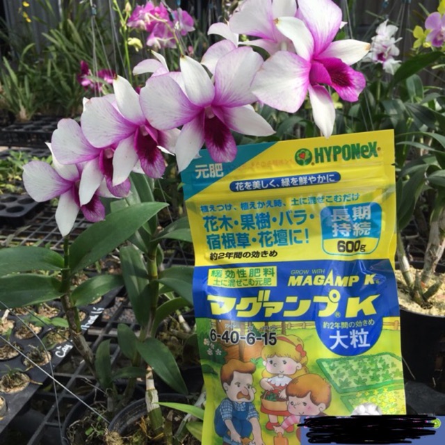 600g Phân bón tan chậm Nhật Bản 6-40-6-15