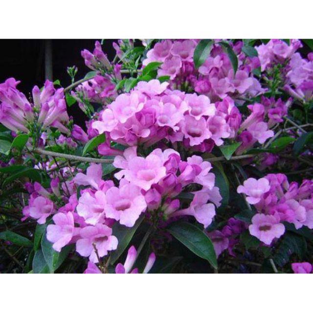 [cây to] CÂY LAN TỎI leo giàn