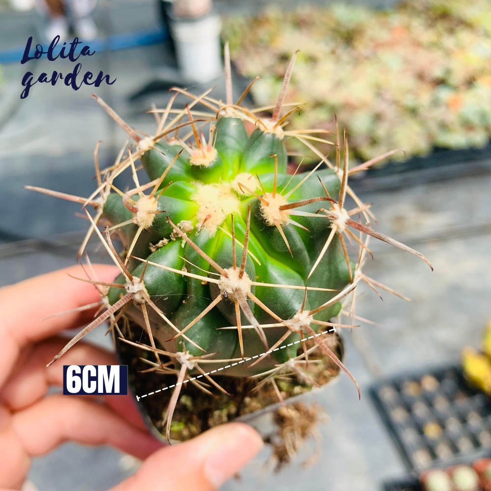 Xương rồng cory Đà Lạt size bé cây cảnh trang trí nhà cửa Lolita garden