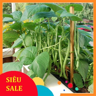 20g Hạt giống Đậu Cove lùn