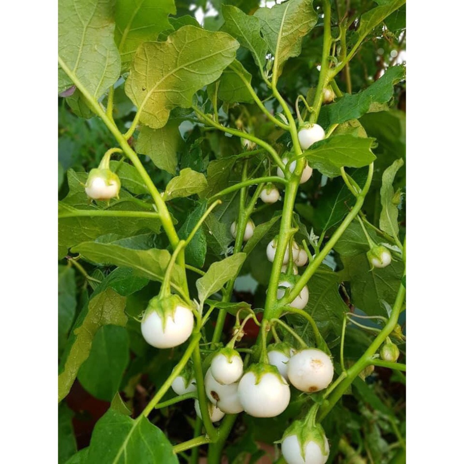 ⚡️Hạt Giống Cà Pháo Trắng Cao Sản F1⚡️ Sinh Trưởng Khỏe Chống Chịu Sâu Bệnh