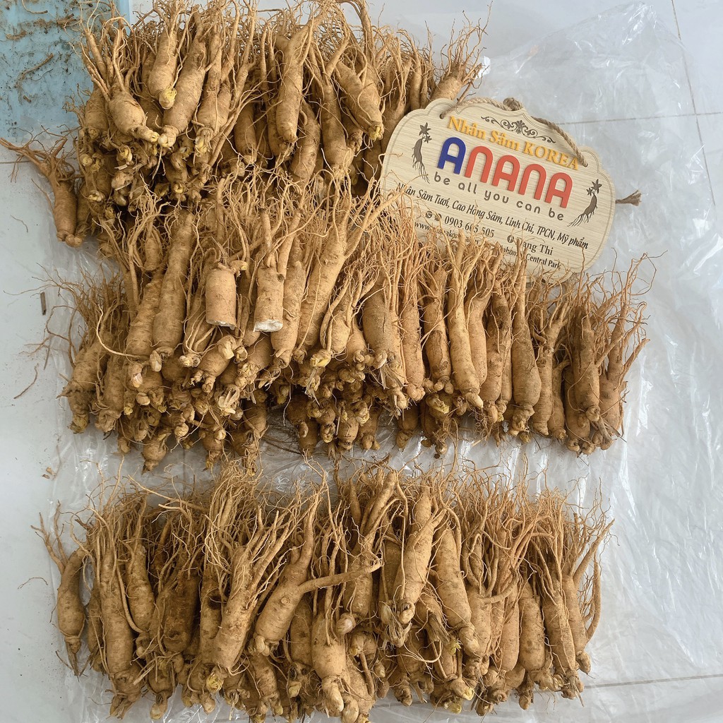 99k 1 củ sâm Hàn Quốc hầm gà | BigBuy360 - bigbuy360.vn