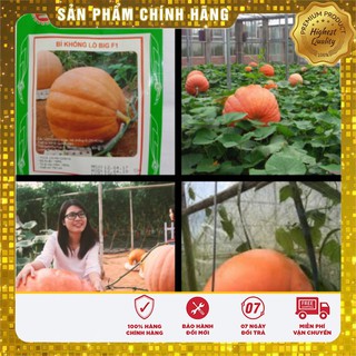 Hạt Giống Bí Ngô Khổng Lồ-5 hạt