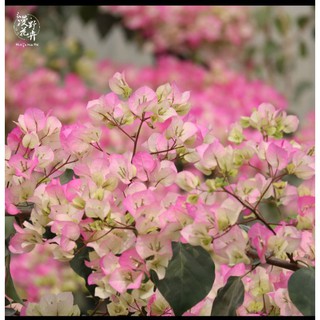Hoa giấy phớt hồng cây 20cm