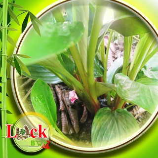 Cây Ngải Bún - Kháng virus SARS-CoV-2 trên cả hai giai đoạn