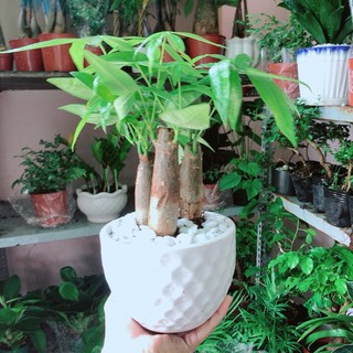 Cây kim ngân kèm chậu sứ