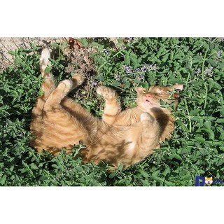 Cỏ bạc hà (catnip) cho mèo Phụ kiện Long Vũ