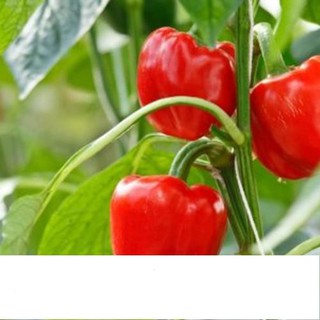 Hạt Giống Ớt Chuông Sai Trái 0.1gr