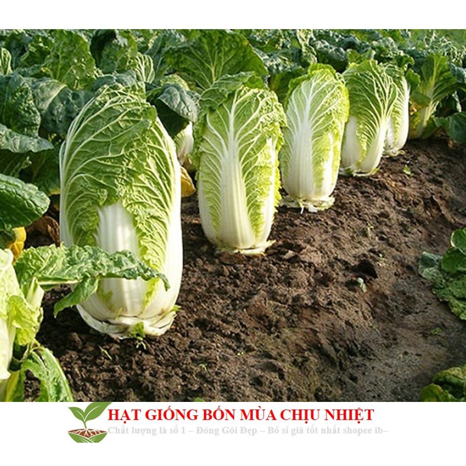 Hạt Giống Rau Cải Thảo F1 Năng Suất Cao, Dễ Trồng Gói 0.5G 300 Hạt