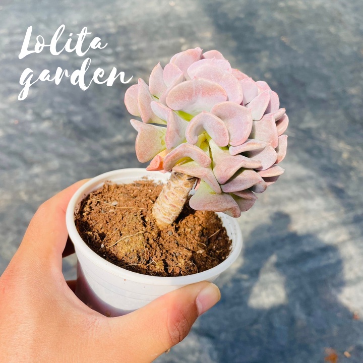 Sen đá cúc tím cổ thụ Đà Lạt size trung bình cây cảnh trang trí nhà cửa Lolita garden