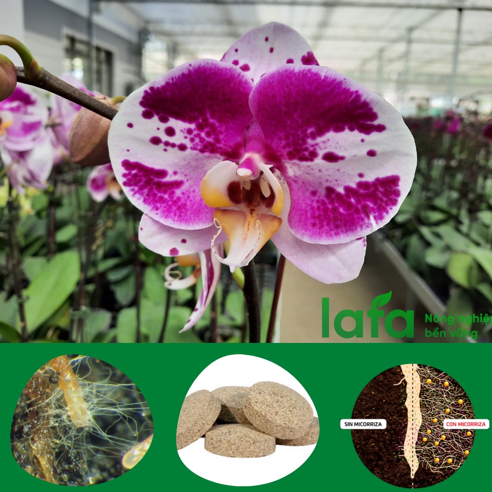 Viên nấm rễ cộng sinh mycorrhiza asir-fruit nhập khẩu Tây Ban Nha