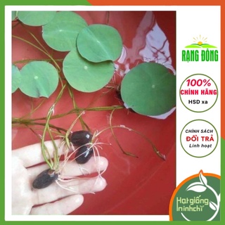 Hạt giống hoa sen nhật mini mic (nhiều mầu) Rado
