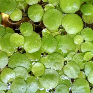 Cây thủy sinh bèo nhật