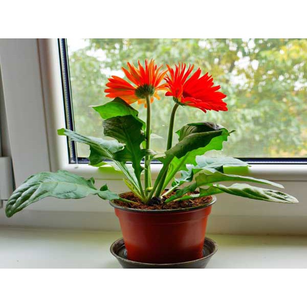 Caykiengsadec - Cây Hoa Đồng Tiền - Cây cảnh sân vườn