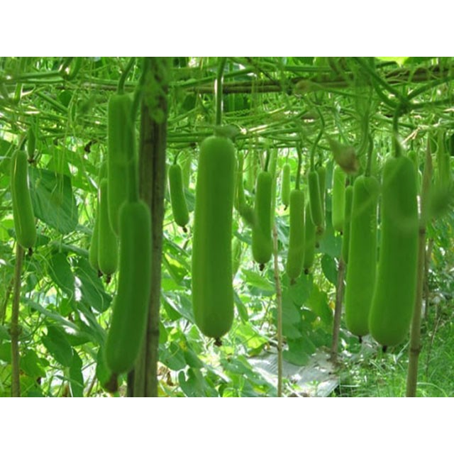 Gói 10 hạt giống bầu sao trái dài dễ trồng