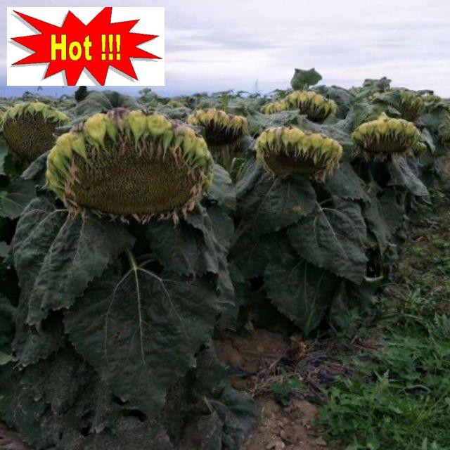 Hạt giống hướng dương lấy hạt bông to cây siêu lùn 10 hạt