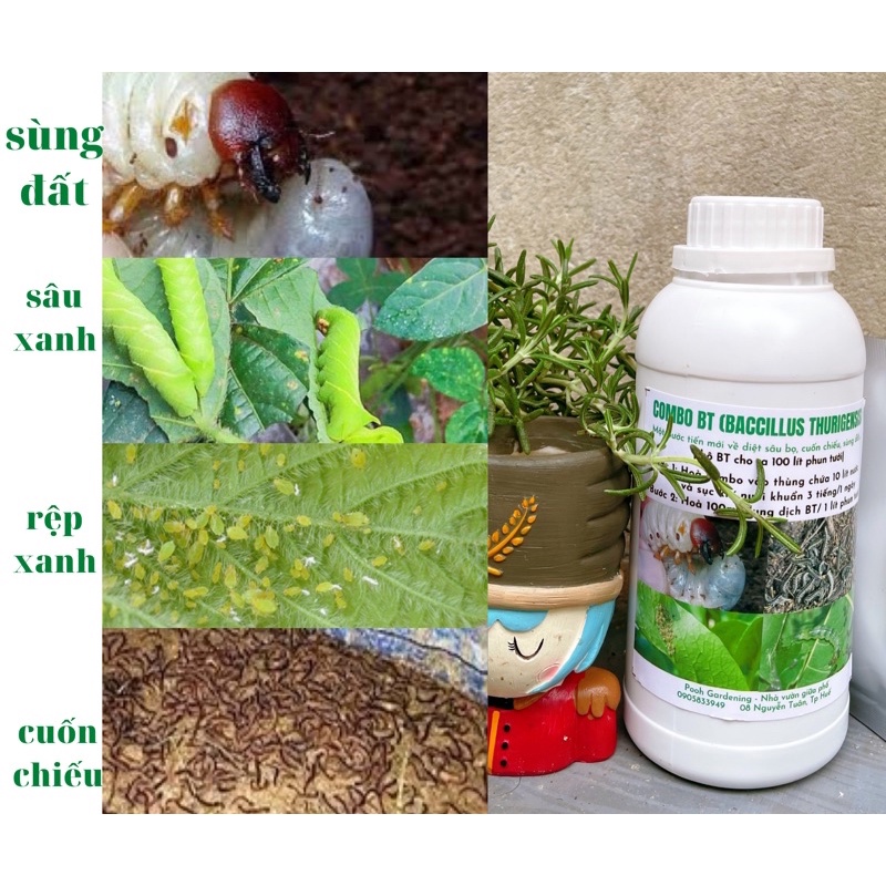INSECT KILLER (B.t and Blackstrap Molasses)