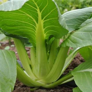 HẠT GIỐNG CẢI THÌA THÁI LAN