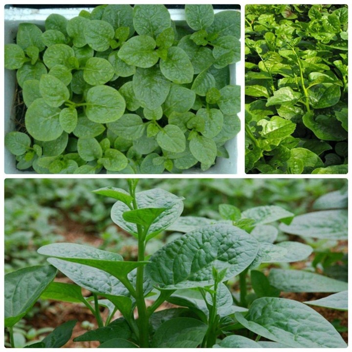 Hạt Giống Mồng Tơi Cao Sản Phú Nông - 10g