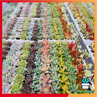 Sen đá mini - sen vỉ ngẫu nhiên