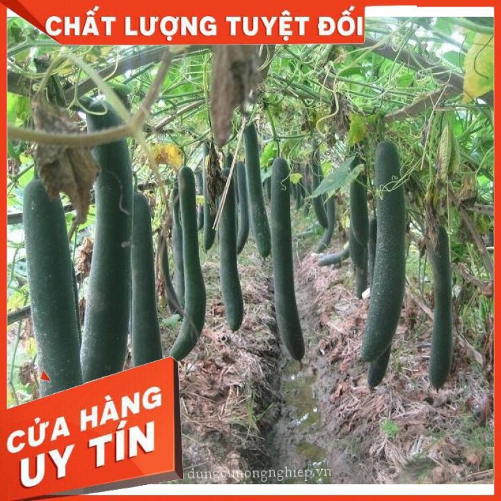 Hạt Giống Bí Sặt Bí Xanh 30H