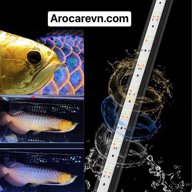 Đèn Led Mayin super colour cho cá rồng vàng quá bối